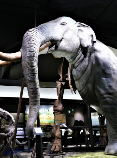 琵琶湖博物館水族展示室⭢燒肉定食⭢日清泡麵博物館⭢日式居酒屋