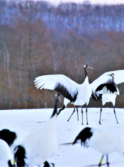 帶廣神社→十勝牧場白樺林蔭大道→丹頂鶴公園→入住阿寒湖飯店