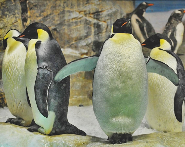 名古屋港水族館(海豚秀/小白鯨秀/企鵝遊行)→三井Lalaport購物中心
