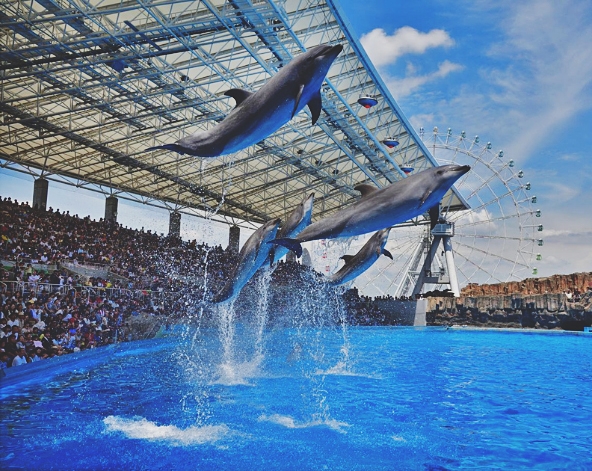 名古屋港水族館(海豚秀/小白鯨秀/企鵝遊行)→三井Lalaport購物中心