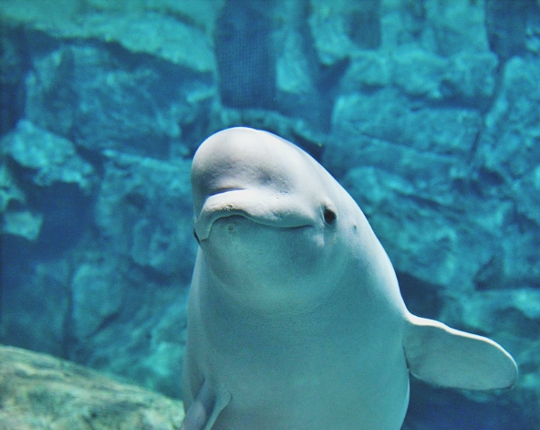 名古屋港水族館(海豚秀/小白鯨秀/企鵝遊行)→三井Lalaport購物中心