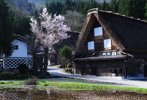 名古屋高山古城漫遊五日~合掌村、飛驒高山老街、犬山城、小白鯨表演 五日 合掌村