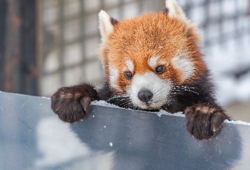 北海道經典員旅趣五日~登別溫泉、旭山動物園、小樽運河、螃蟹放題、北海道神宮 五日 旭山動物園