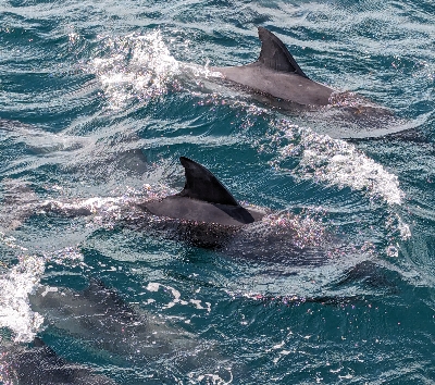 上天草搭船出海追海豚