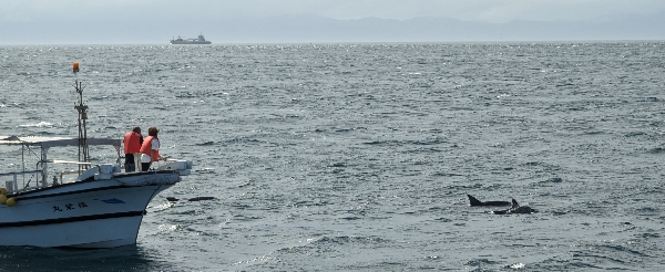 上天草搭船出海追海豚
