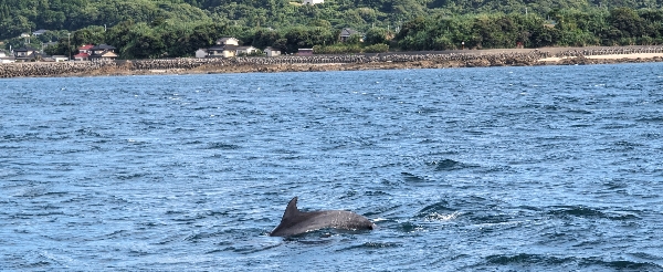 上天草搭船出海追海豚