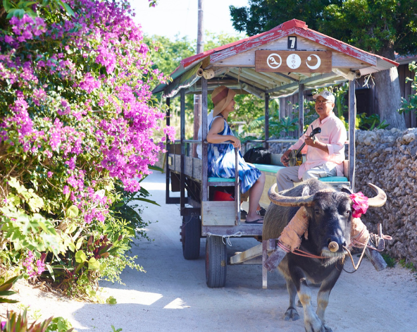 跳島日~離島碼頭乘船至竹富島~搭乘水牛車.漫步星砂海灘.古民家食堂→石垣島市區公設市場→夜訪南國星空