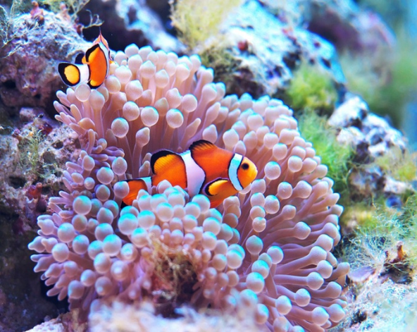 班納公園眺望綠寶石海景→民俗村松鼠猴之森→米其林推薦~川平灣乘坐玻璃船→御神崎燈塔→超市、藥妝大採購