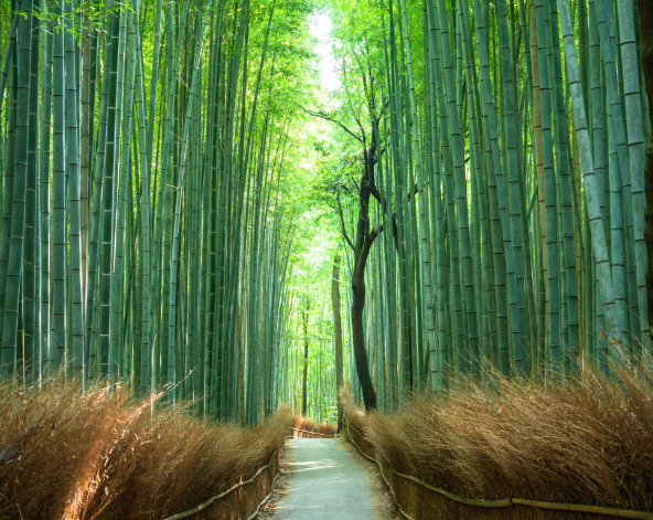 嵐山半日遊:渡月橋、竹林小徑、野宮神社→京都美山合掌村→入住京都市區飯店