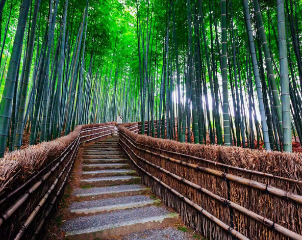 日本三大茅草屋《京都合掌村》→嵐山半日遊：渡月橋、竹林小徑、野宮神社