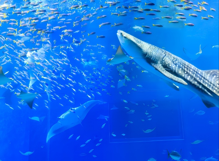古宇利島心型岩海灘→美麗海水族館→AEON永旺購物廣場(寶可夢中心/BIC CAMERA/當地超市)→飯店