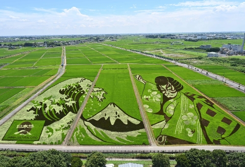 東京埼玉自然深度遊五日~川越小江戶、秩父神社、長瀞遊船、稻田藝術 五日 稻田藝術