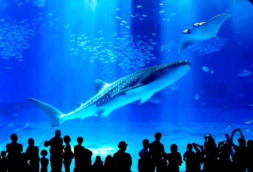 沖繩海景精選遊四日~美麗海水族館、叢林樂園、古宇利島、美國村、萬座毛 四日 沖繩海景精選遊四日~美麗海水族館、叢林樂園、古宇利島、美國村、萬座毛 四日