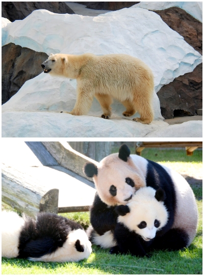 日本東京旅遊推薦-上野恩賜動物園