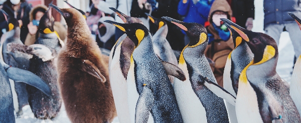 日本最北~旭山動物園一日遊(企鵝遊行~水底隧道~明星北極熊~海豹館~可愛浣熊)→前往札幌市區