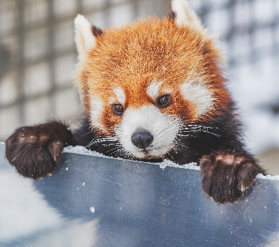 日本最北~旭山動物園一日遊(企鵝遊行~水底隧道~明星北極熊~海豹館~可愛浣熊)→前往札幌市區