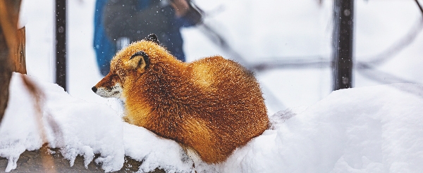 日本最北~旭山動物園一日遊(企鵝遊行~水底隧道~明星北極熊~海豹館~可愛浣熊)→前往札幌市區
