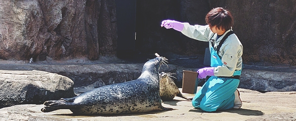 日本最北~旭山動物園一日遊(企鵝遊行~水底隧道~明星北極熊~海豹館~可愛浣熊)→前往札幌市區