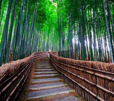 京都嵐山(渡月橋.竹林小徑.野宮神社.嵐山商店街)