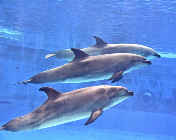 海豚虎鯨超可愛,日本最大水族館之一~名古屋水族館→LALAPORT 名古屋港