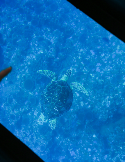 自由活動日~可自費加購浮潛.獨木舟.海豚共游..等行程