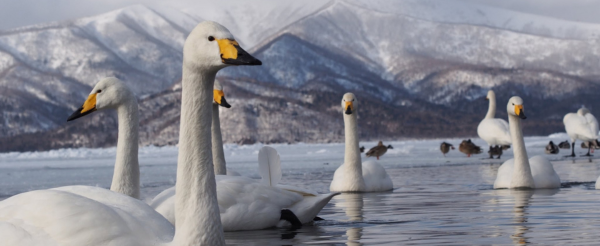 屈斜路湖~天鵝湖散策→網走破冰船→網走監獄博物館→續住川湯飯店
