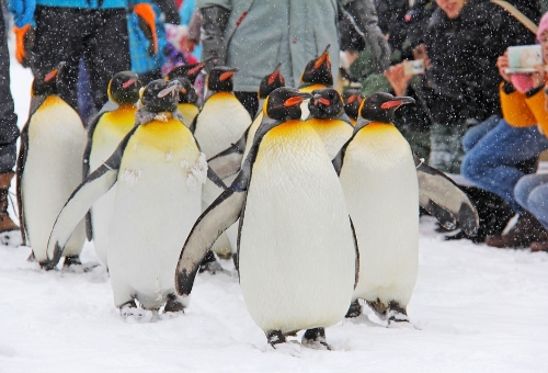 #北海道。雪國風情 旭山動物園、白金青池、美瑛瀑布、精靈露台 五日 旭山動物園