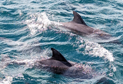 #九州。公司員旅 天草追海豚、熊本城、阿蘇火山、﨑津集落 五日 上天草追海豚