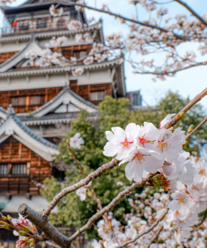 #瀨戶內海。櫻花巡禮 出發日:4/5(日) 廣島城、嚴島神社、貓之細道、兔子島、櫻花大道 五日 #瀨戶內海。櫻花巡禮 出發日:4/5(日) 廣島城、嚴島神社、貓之細道、兔子島、櫻花大道 五日