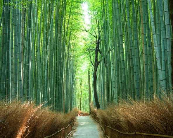 嵐山半日遊：渡月橋、竹林小徑、野宮神社→京都美山合掌村→入住京都市區飯店