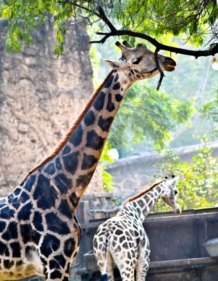 九州自然動物園