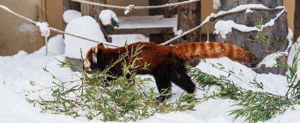 旭山動物園