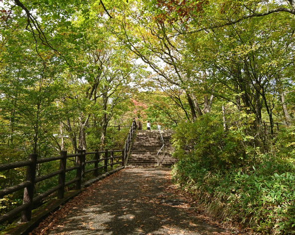 日光木頭步道