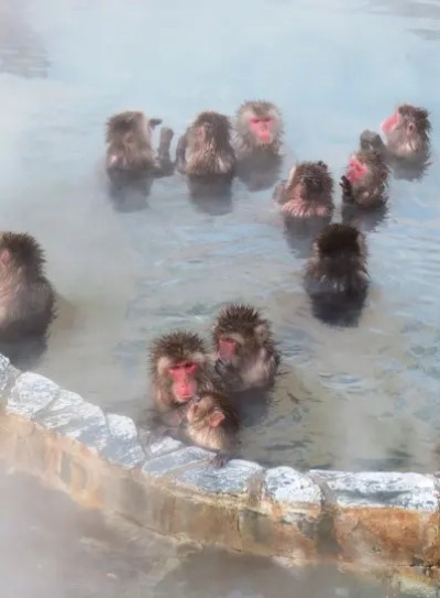 函館市熱帶植物園、猴子泡湯