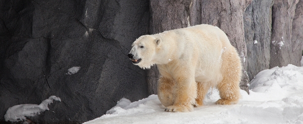 旭山動物園