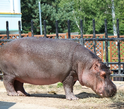 旭山動物園