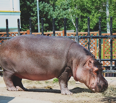 日本最北~旭山動物園一日遊(企鵝遊行~水底隧道~明星北極熊~海豹館~可愛浣熊)→前往札幌市區