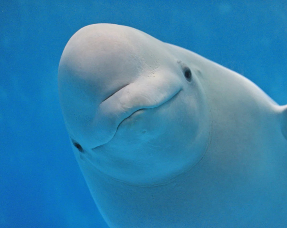 海豚虎鯨超可愛，日本最大水族館之一~名古屋水族館→LALAPORT 名古屋港