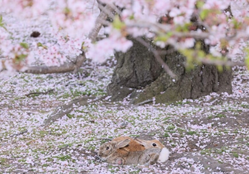 正福寺山公園→安藝小京都～竹原歷史街道→大久野島(兔子島)