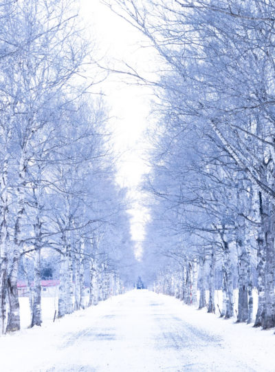 帶廣神社→十勝牧場白樺林蔭大道→丹頂鶴公園→入住阿寒湖飯店