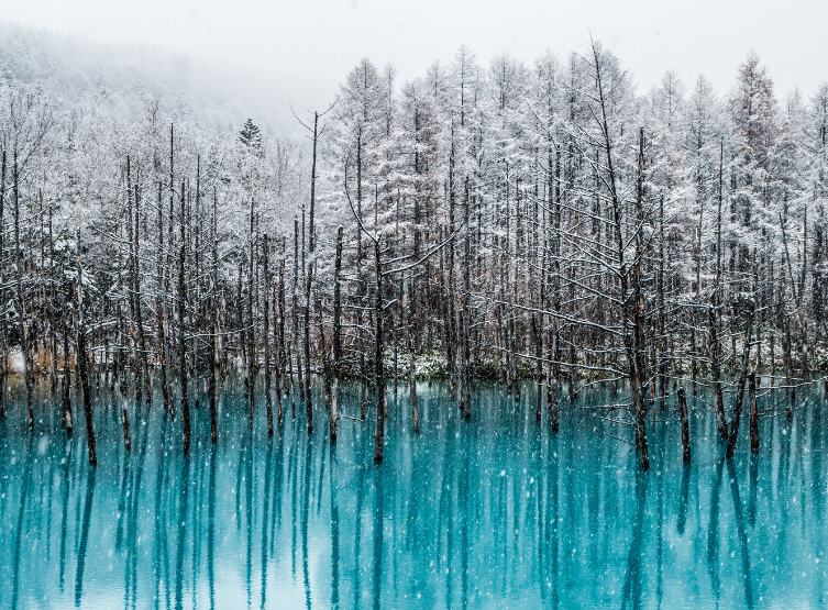 美瑛青池→白鬚瀑布→精靈露臺→札幌市區飯店